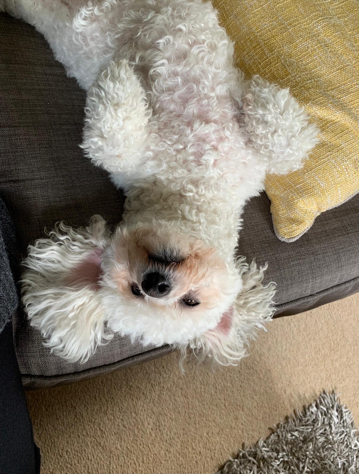 Chilli the Bichon Frise upside down on the sofa
