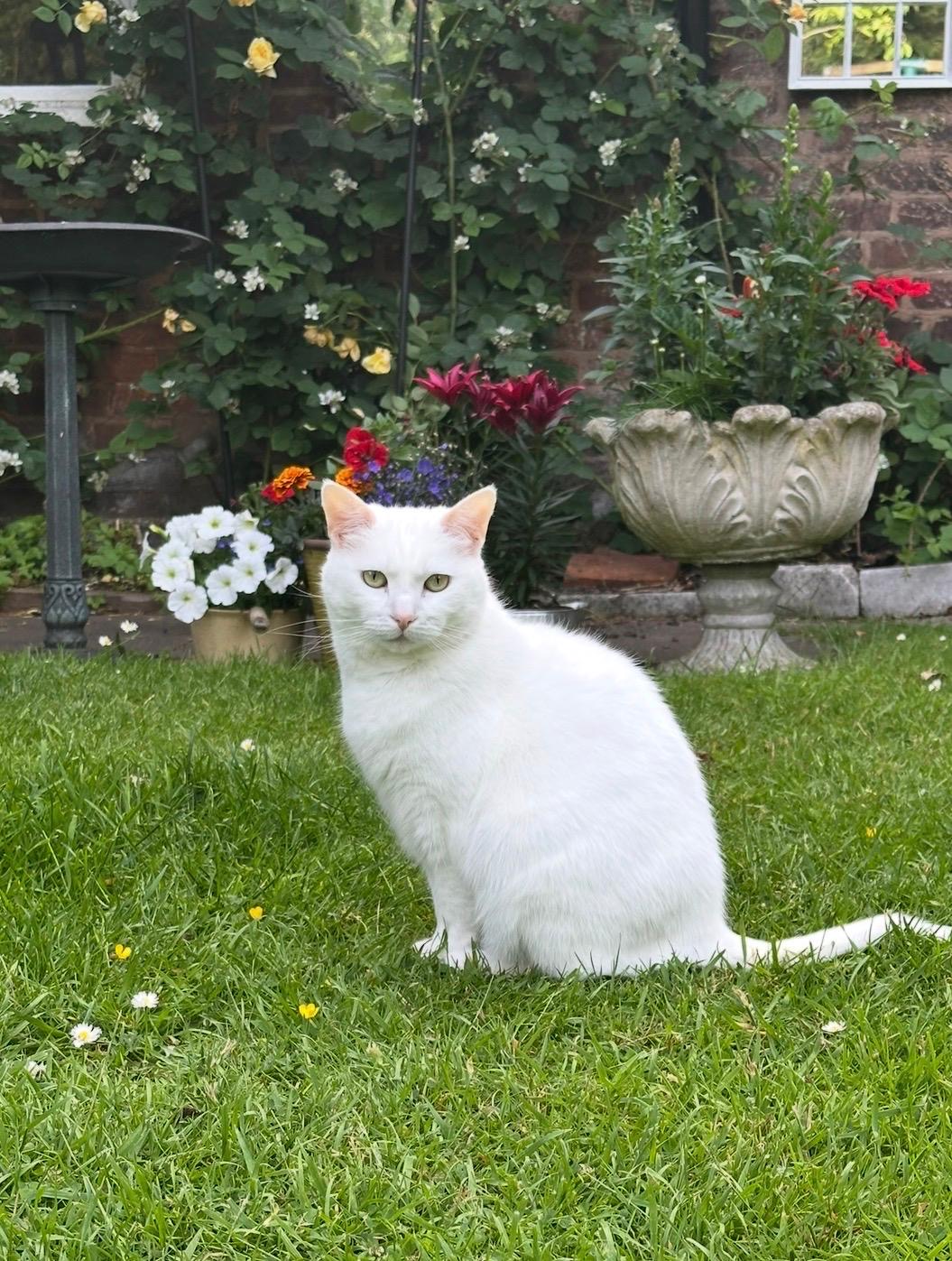 Macy the white cat sitting in the garden