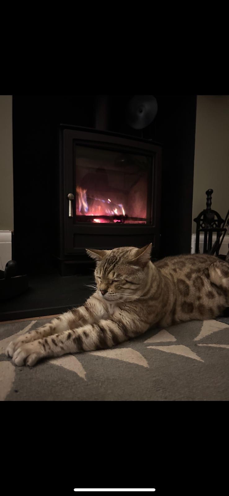 Rupert the Bengal cat resting by the fire
