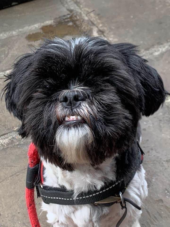 Pepper the Shih Tzu