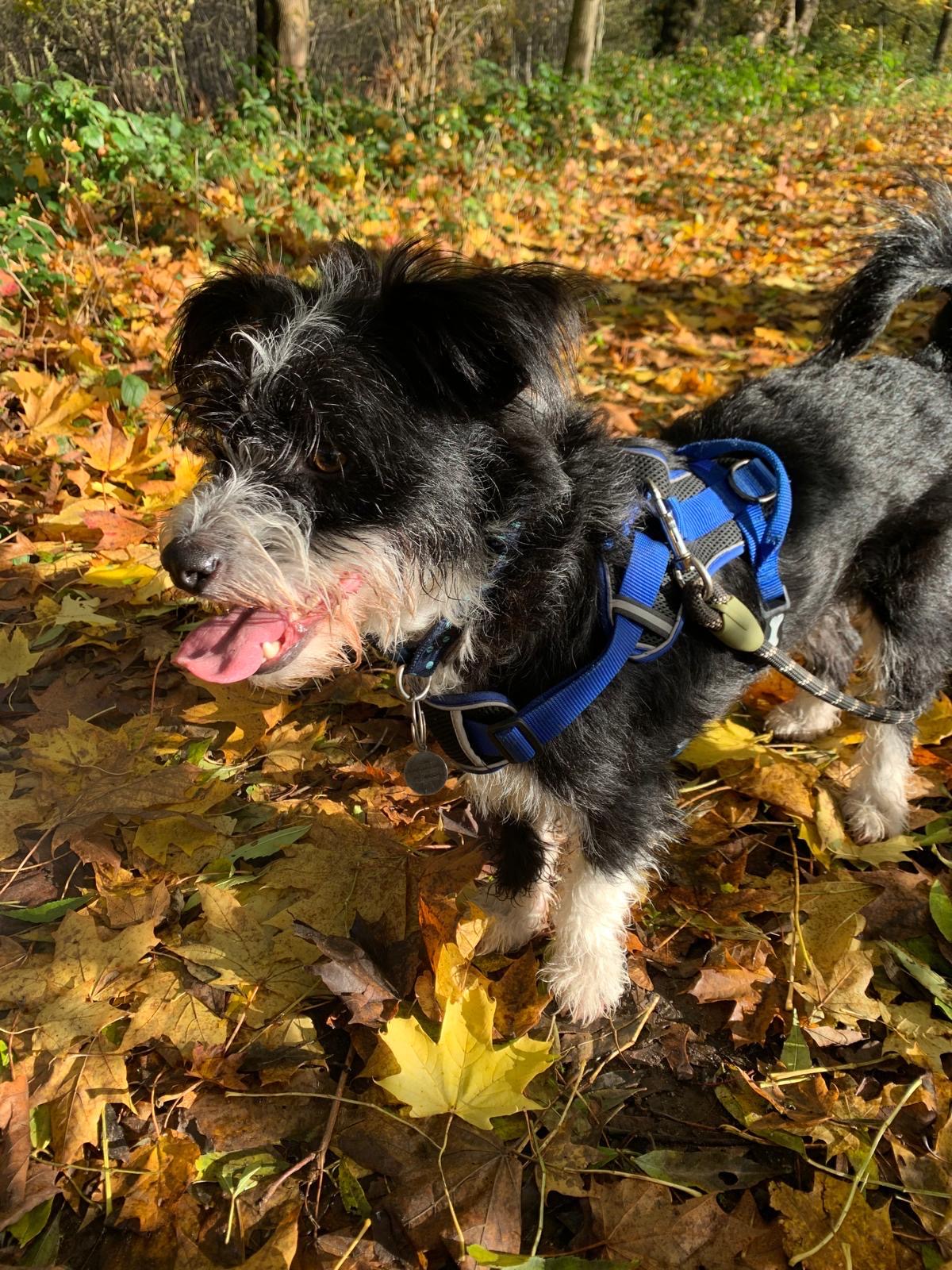 Guinness the Romanian rescue dog in autumn leaves